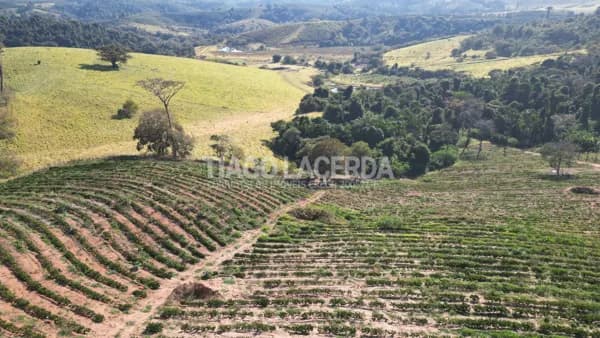 Sítio em Botelhos, MG com 60.000 pés de café