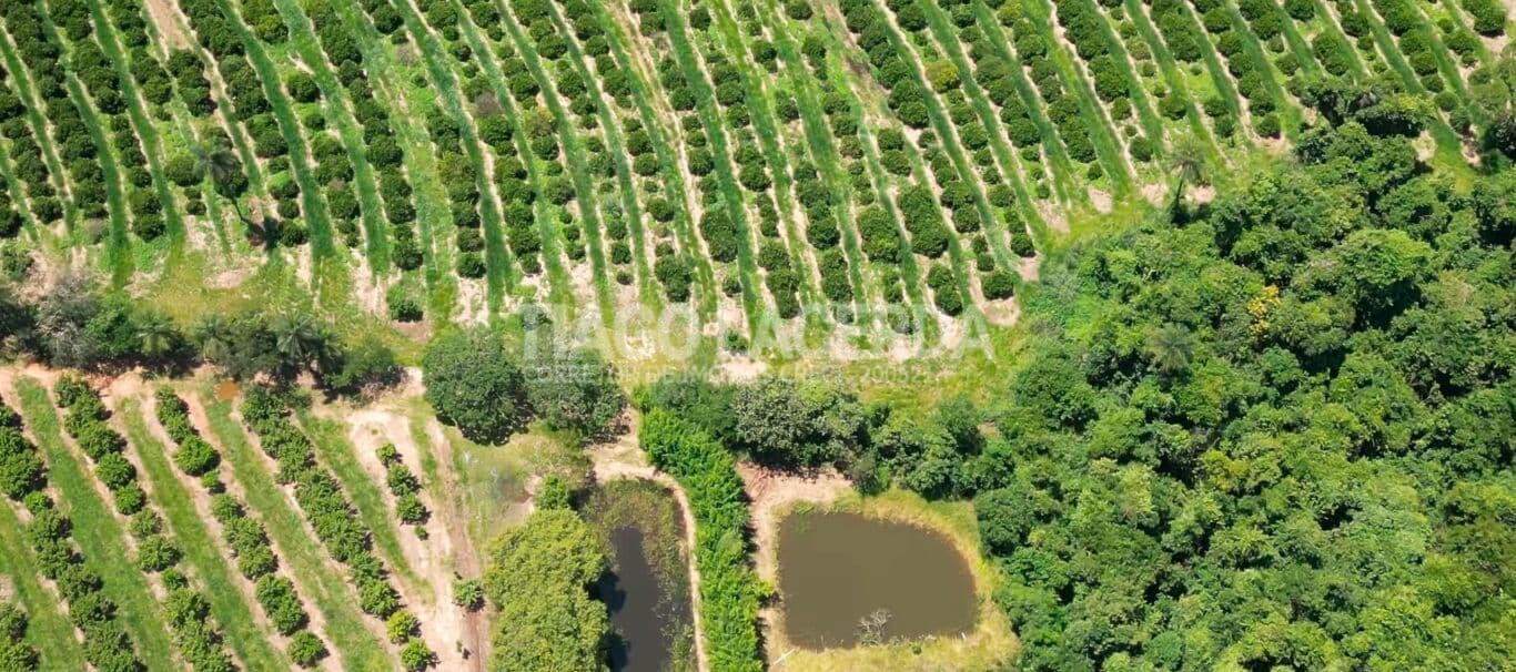 Sítio com 6,2 Alqueires e Macadâmia em Produção – Região de Mogi Mirim