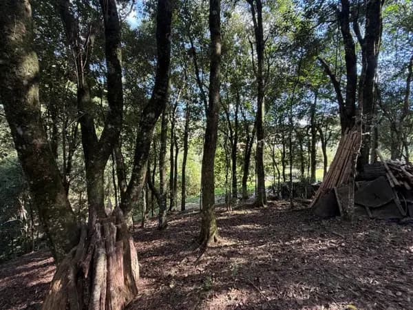 Terreno à venda no bairro Salgado Filho em Caxias do Sul/RS