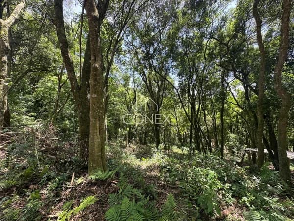 Terreno à venda no bairro Interior em Farroupilha/RS
