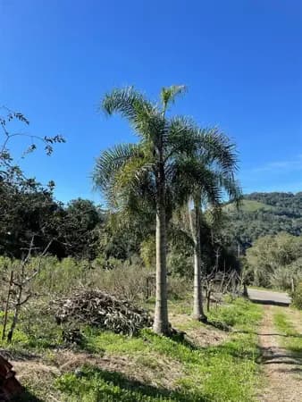 Chácara à venda no bairro Linha Jansen em Farroupilha/RS