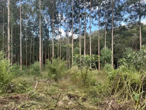 Chácara à venda no bairro Caravaggio em Farroupilha/RS