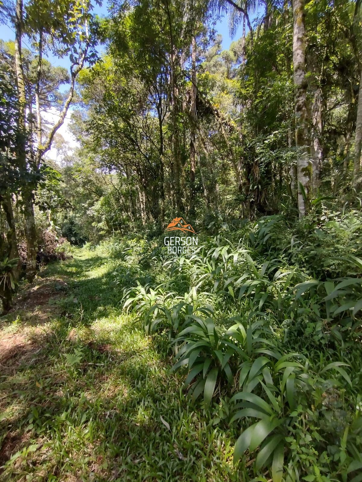 Lote/Terreno em São Bento do Sul - Serra Alta