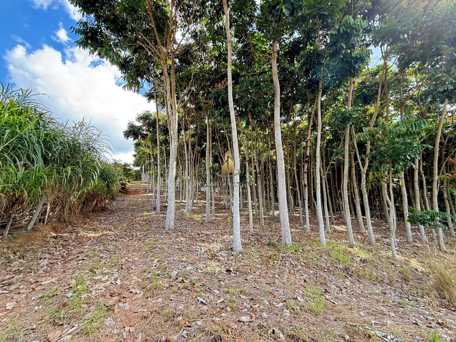 Sítio com Mogno Africano – Monte Alegre do Sul/SP 🌱