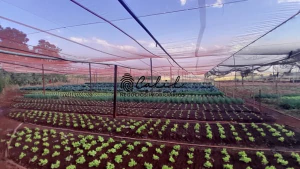 Sítio com 3 dormitórios à venda, 24.200 m² por R$ 7.260.000,00 - Zona Rural - Cravinhos /SP