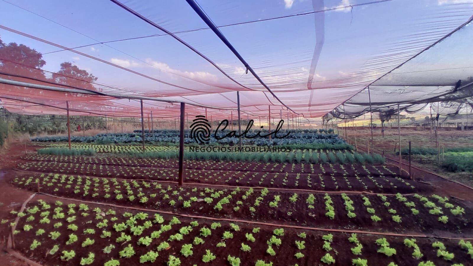 Sítio com 3 dormitórios à venda, 24.200 m² por R$ 7.260.000,00 - Zona Rural - Cravinhos /SP