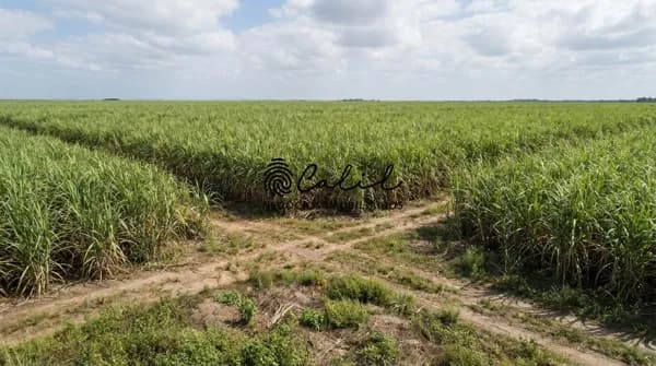 Fazenda de cana com 1.930,14 hectares à venda por R$ 250.000.000,00 - Boa Esperança do Sul/SP