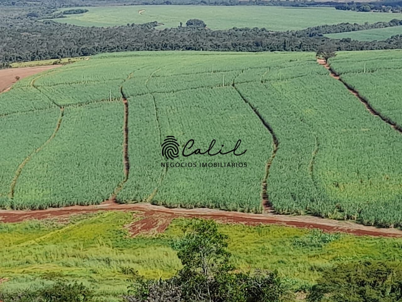 Sítio com 18,88 hectares arrendado para cana de açúcar à venda por R$ 1.800.000,00 - Altinópolis/SP