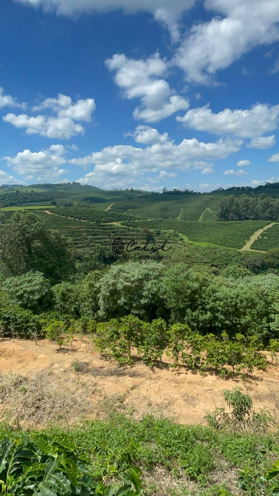 Fazenda em café com 595,32 hectares à venda por R$ 80.000.000,00 - Caconde/SP