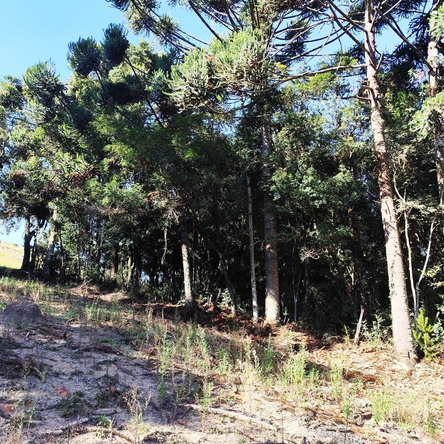 Terreno Rural