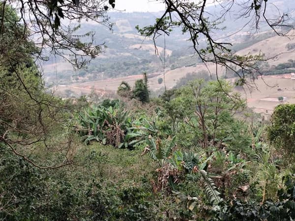 Sítio COM CAFEZAL, NASCENTE , NO ALTO DA MONTANHA