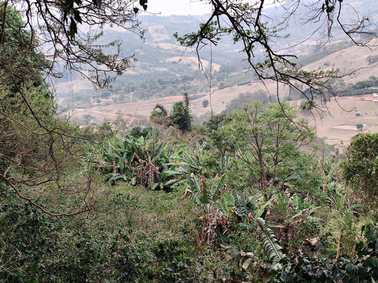 Sítio COM CAFEZAL, NASCENTE , NO ALTO DA MONTANHA