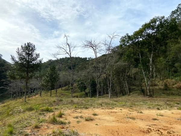 Lote/Terreno em Angelina - Palheiros