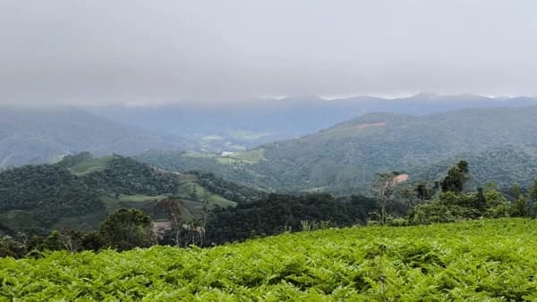 Lote/Terreno em Angelina - Palheiro