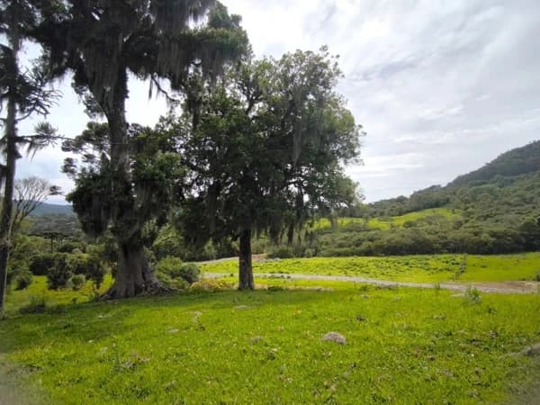Lote/Terreno em Rancho Queimado - Mato Francês