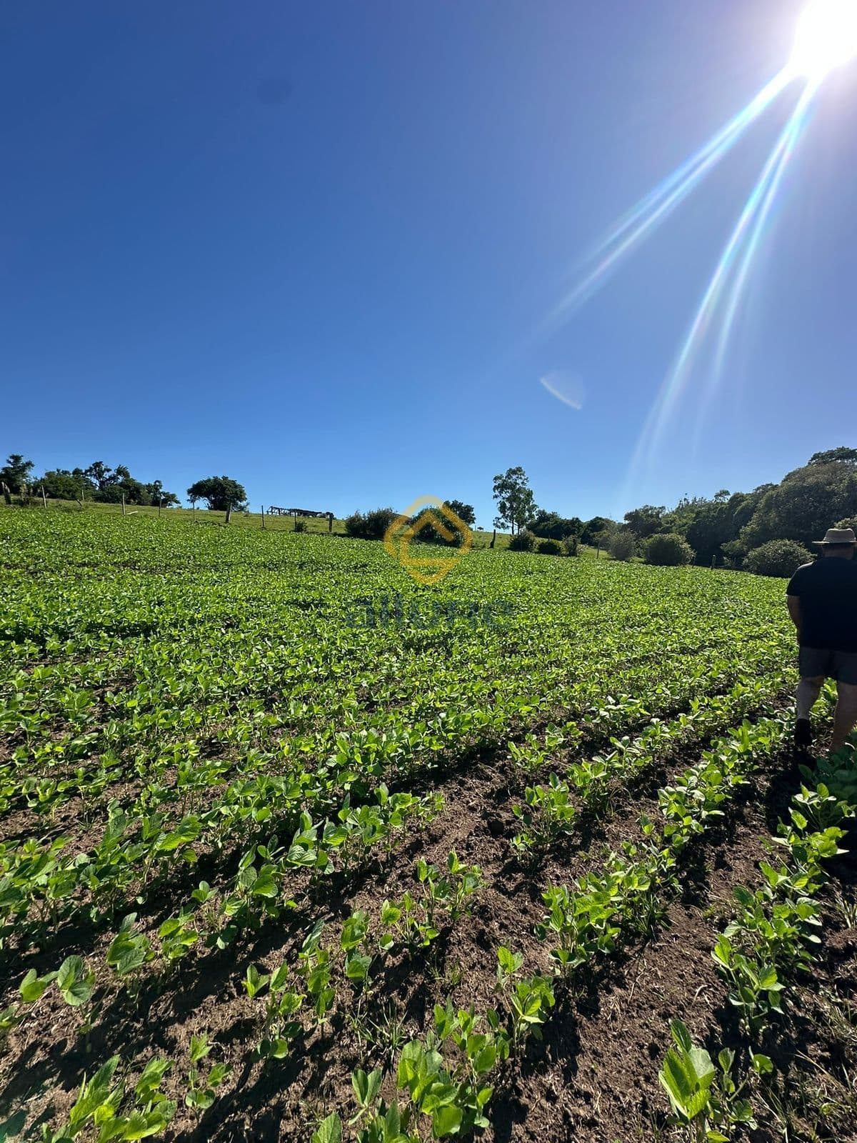 Fazenda/Sítios/Chácaras em Pelotas - Monte Bonito