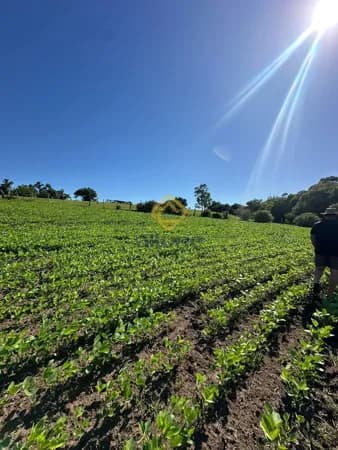 Fazenda/Sítios/Chácaras em Pelotas - Monte Bonito