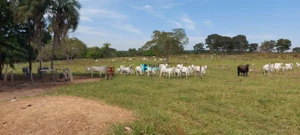 Fazenda/Sítios/Chácaras em Barra do Garças - Centro