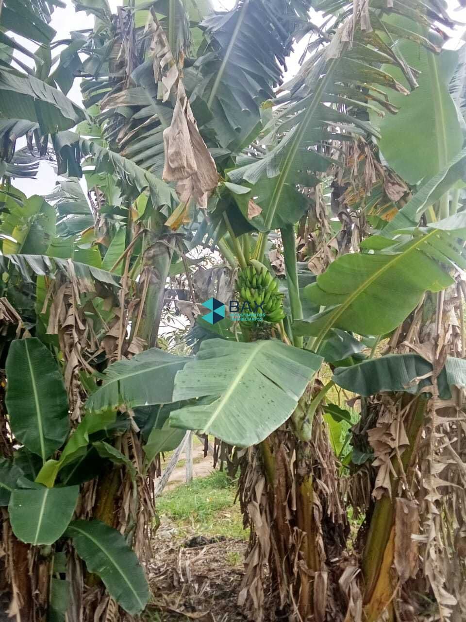 Fazenda/Sítios/Chácaras em Caçapava - Tijuco Preto
