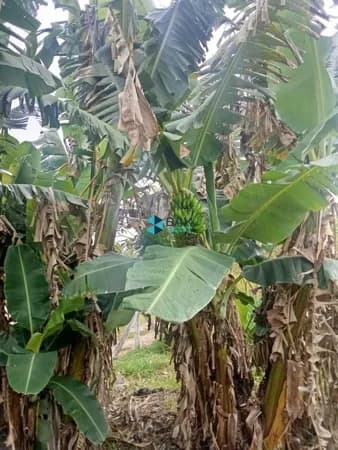 Fazenda/Sítios/Chácaras em Caçapava - Tijuco Preto