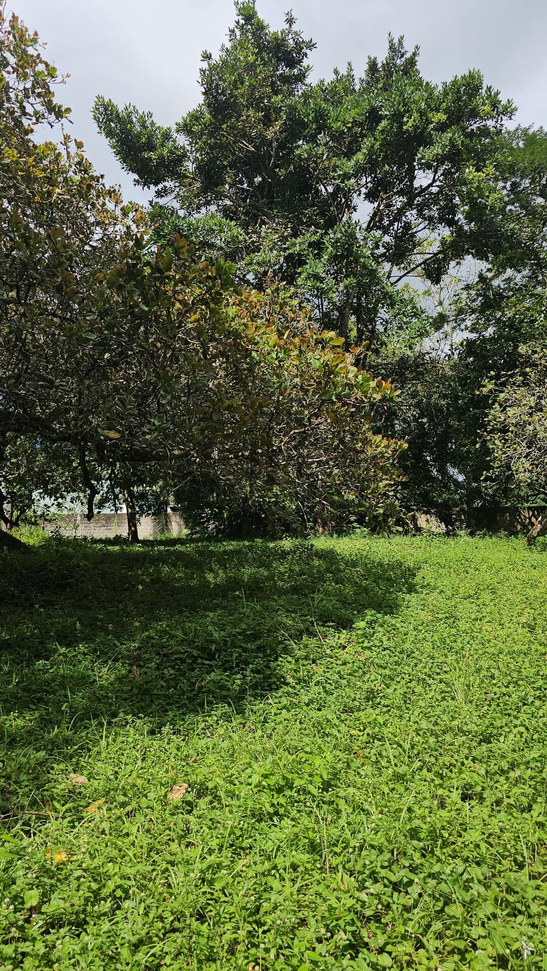 Terreno Espaçoso à Venda