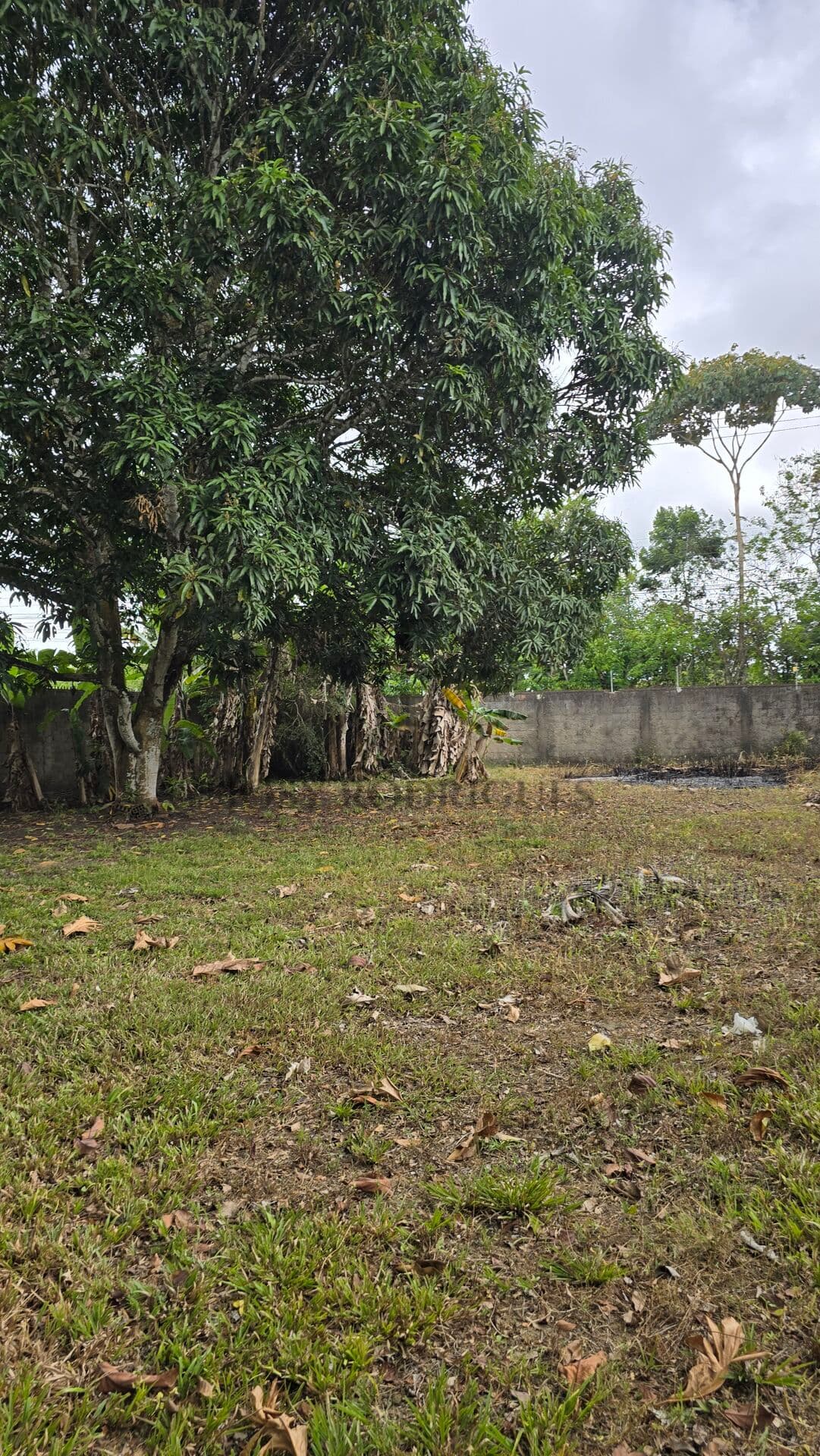 Terreno Fértil e Pronto para Desenvolvimento