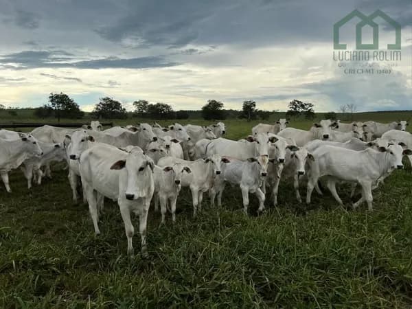 Fazenda em Centro, Campos de Júlio/MT