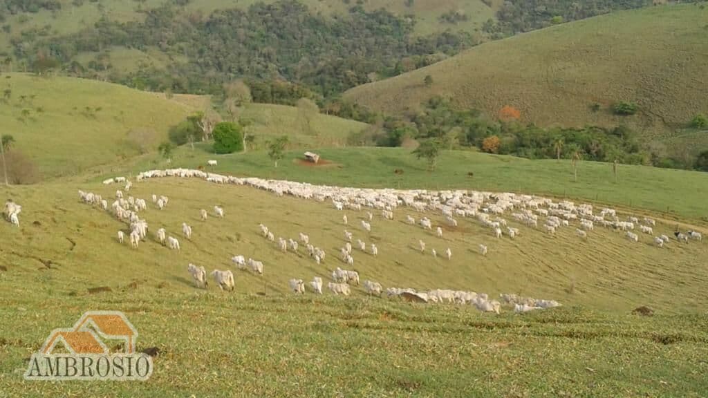 Fazenda de Pastagem