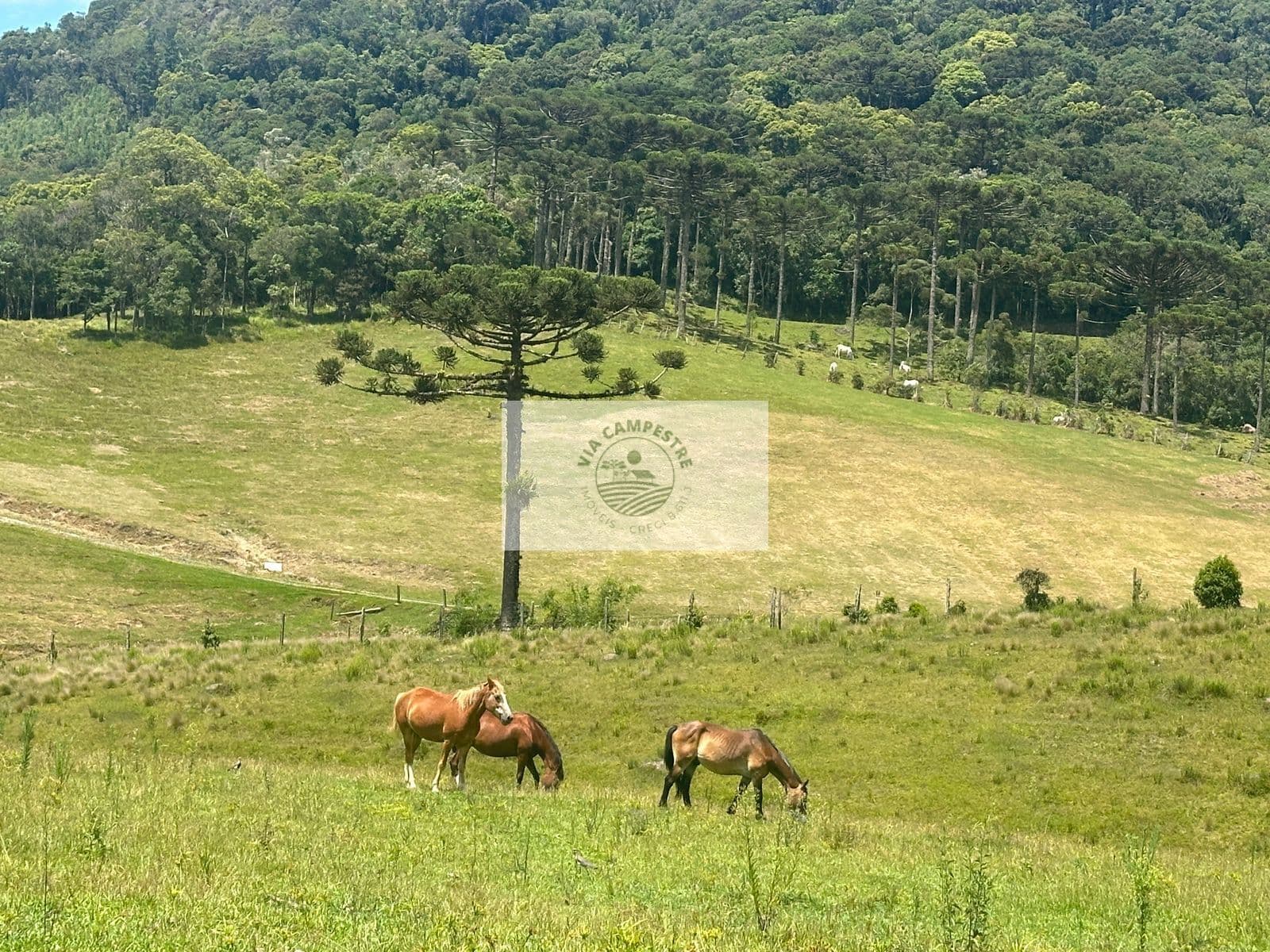 Sítio com 260.559 m², em São Bento do Sul, com uma linda vista de cartão postal