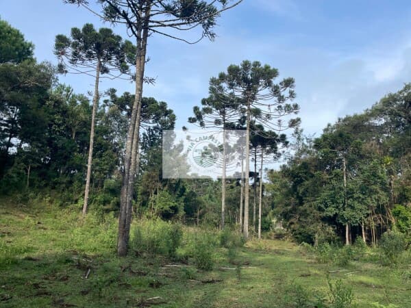 Sítio com 32.288 m², com nascente e riacho, próximo ao Sitio Cambará, escriturado