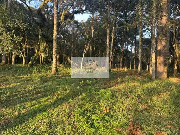 Sítio com 8.310 m², no Lajeado, apenas 300 metros do asfalto, aceita financiamento