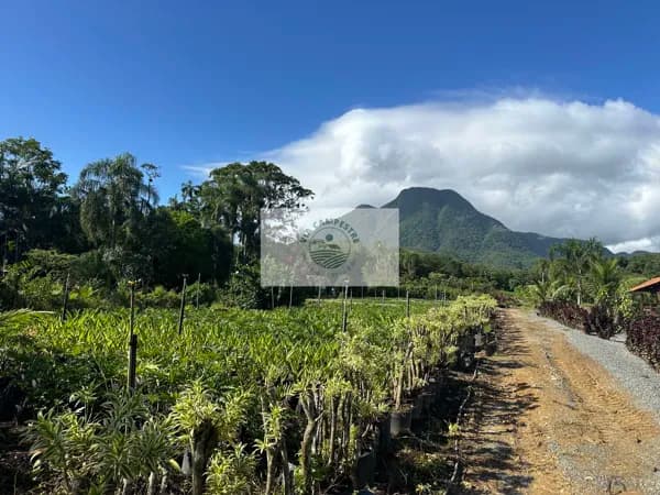 Sítio com 8.300 m², frente para o asfalto em Pirabeiraba, analisa permuta parcial