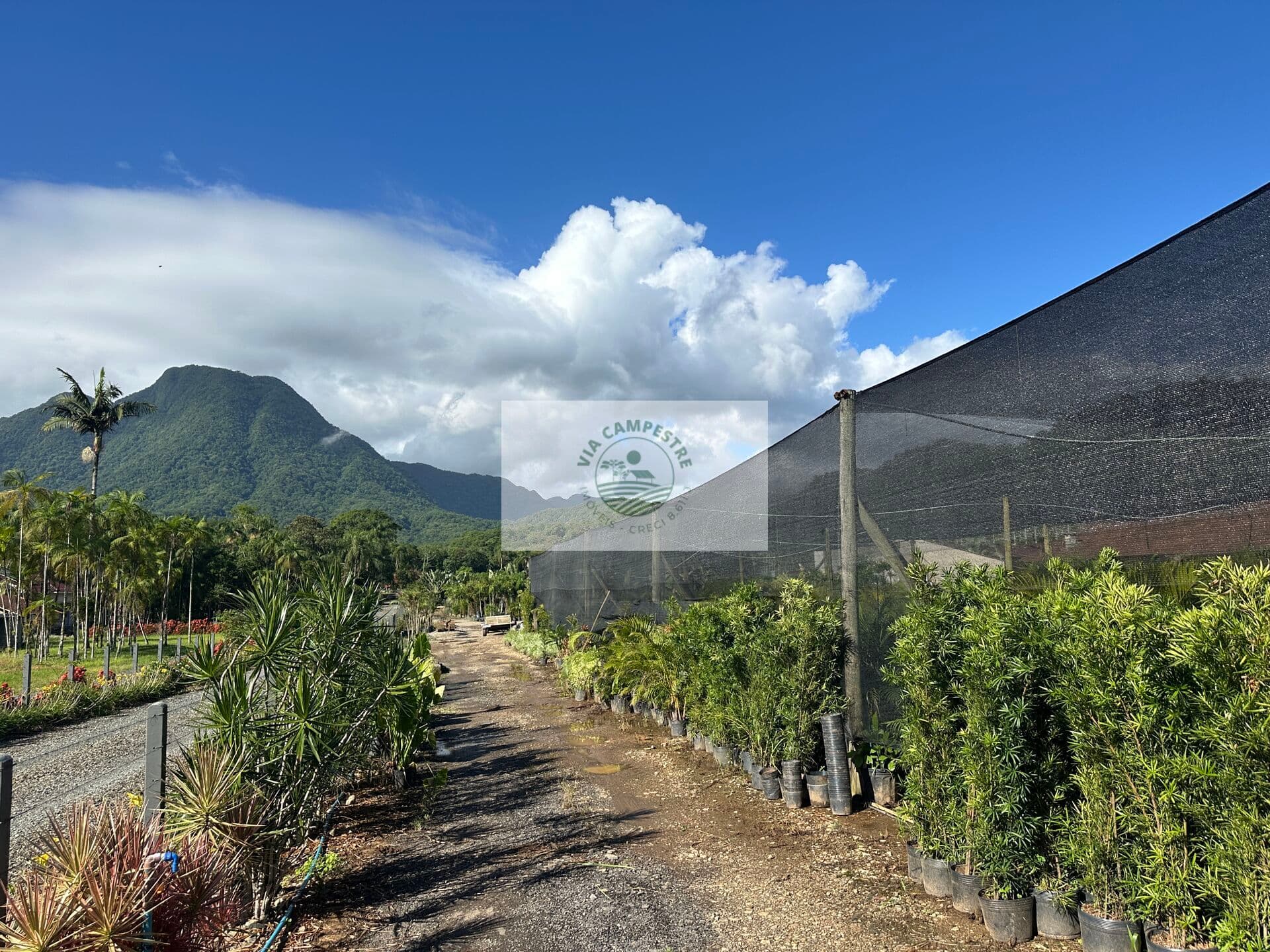 Sítio com 8.300 m², frente para o asfalto em Pirabeiraba, analisa permuta parcial