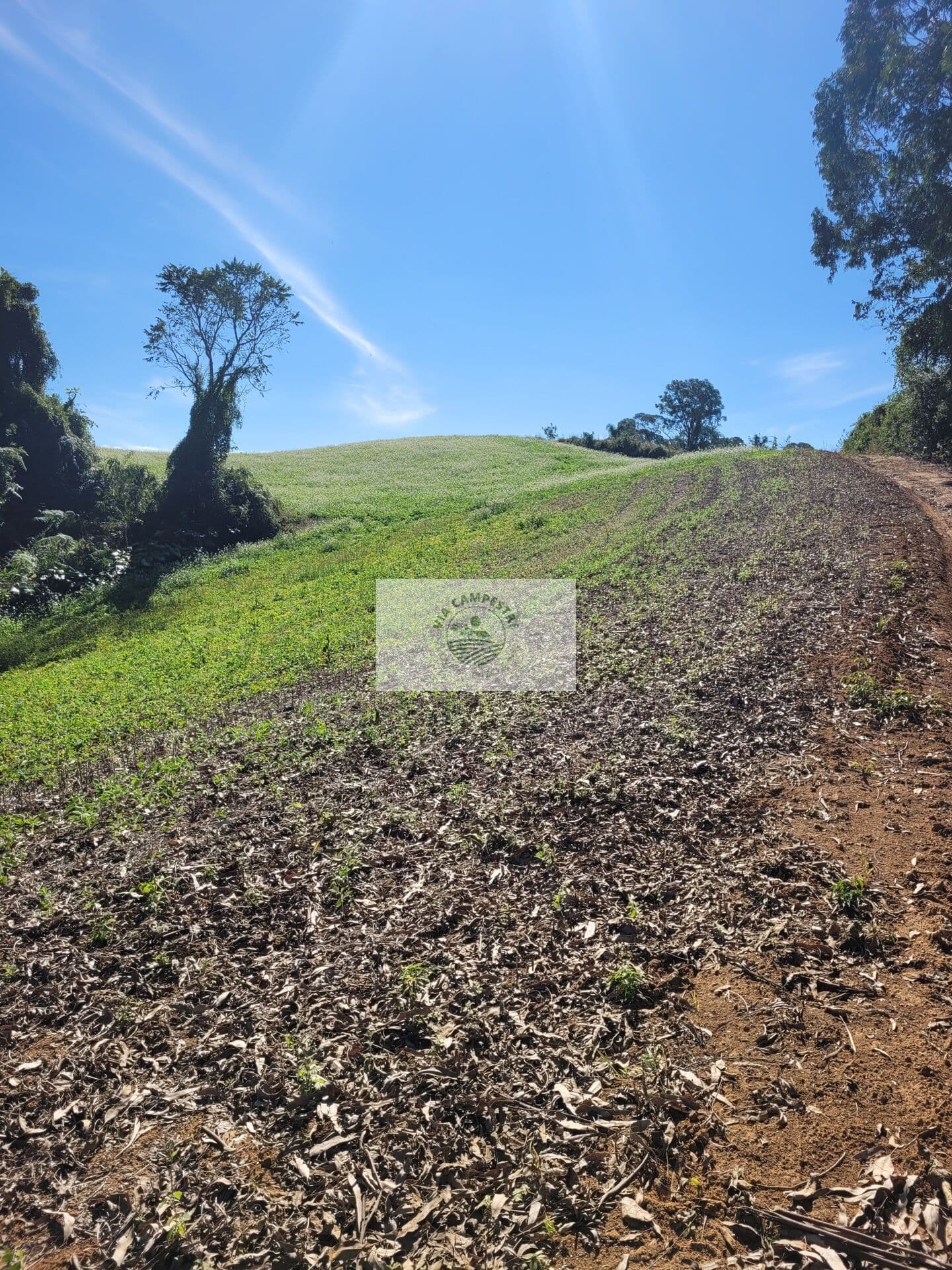Sítio com 81.949 m², escriturado, aceita permuta, apenas 1.500 metros do asfalto
