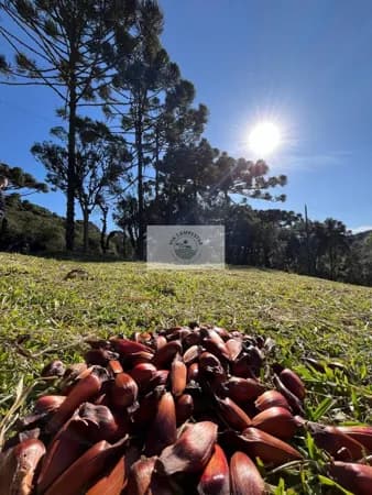 Sítio em Bateias de Baixo, com 19.991 m², com riacho e lugar alto para construção