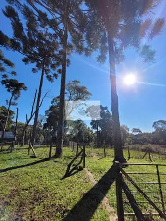 Terreno urbano com 3.215 m², aceita financiamento, terreno plano com araucarias