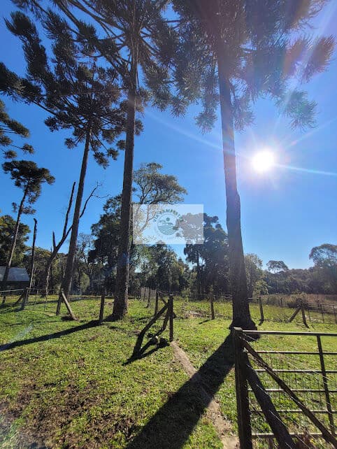 Terreno urbano com 3.215 m², aceita financiamento, terreno plano com araucarias