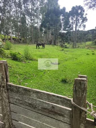 Sítio com 85.107 m², escriturado, frente para o asfalto, com casa e galpão, região de São Miguel