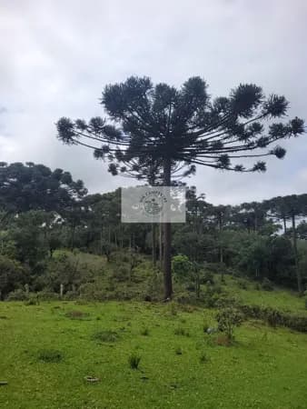 Sítio com 85.107 m², escriturado, com casa simples e galpão, lindas araucarias