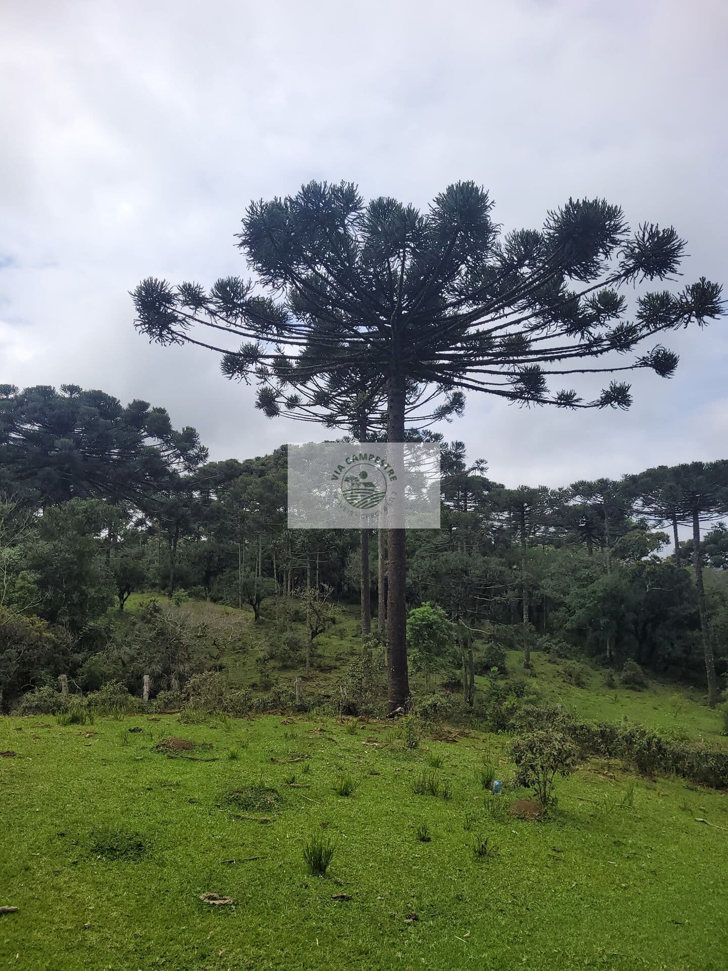 Sítio com 85.107 m², escriturado, com casa simples e galpão, lindas araucarias