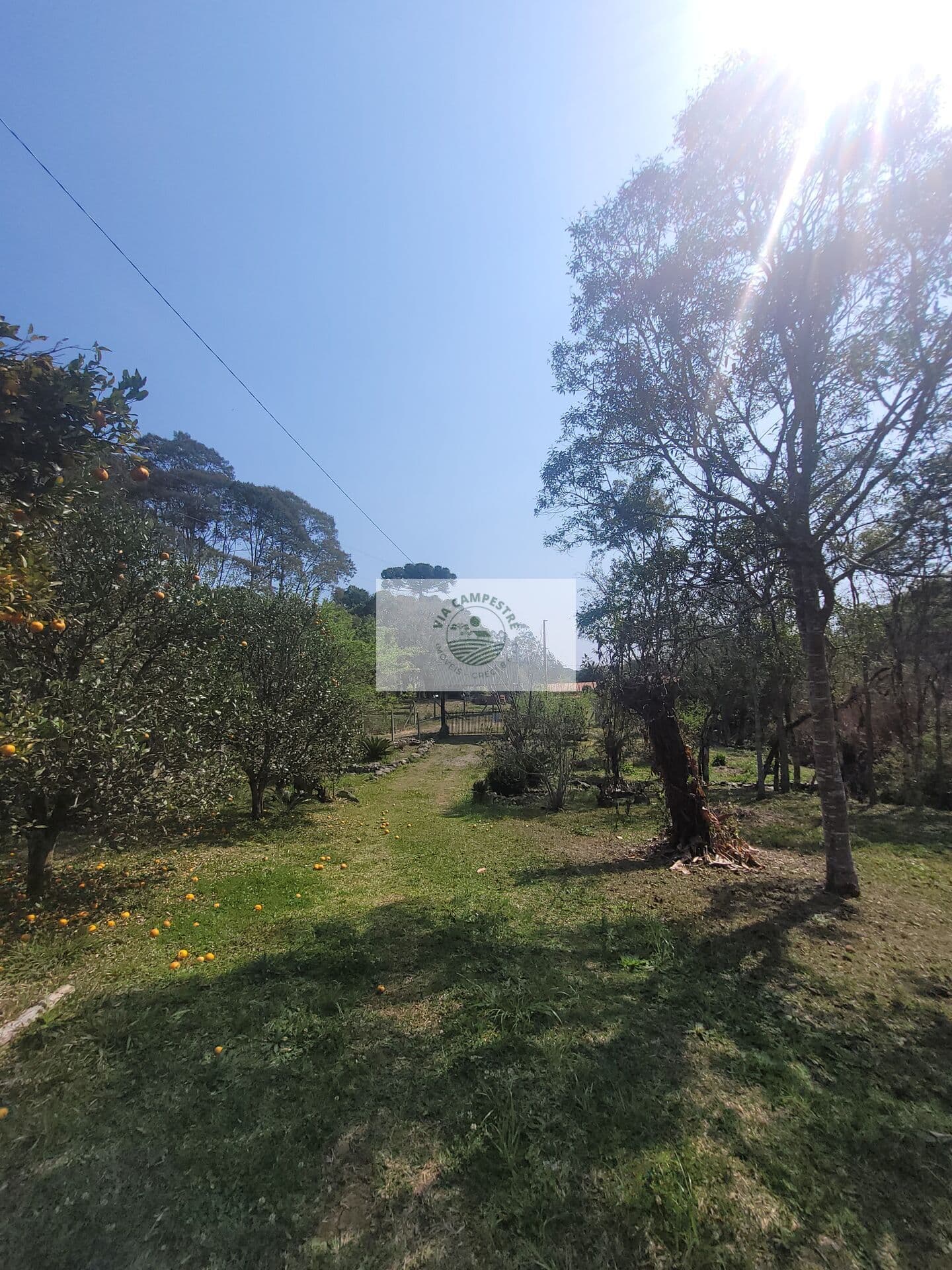 Sítio com 5.785 m², documentado, região de Avenquinha, com lago, araucárias