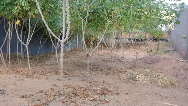 Lote/Terreno em Passos - Jardim Canadá