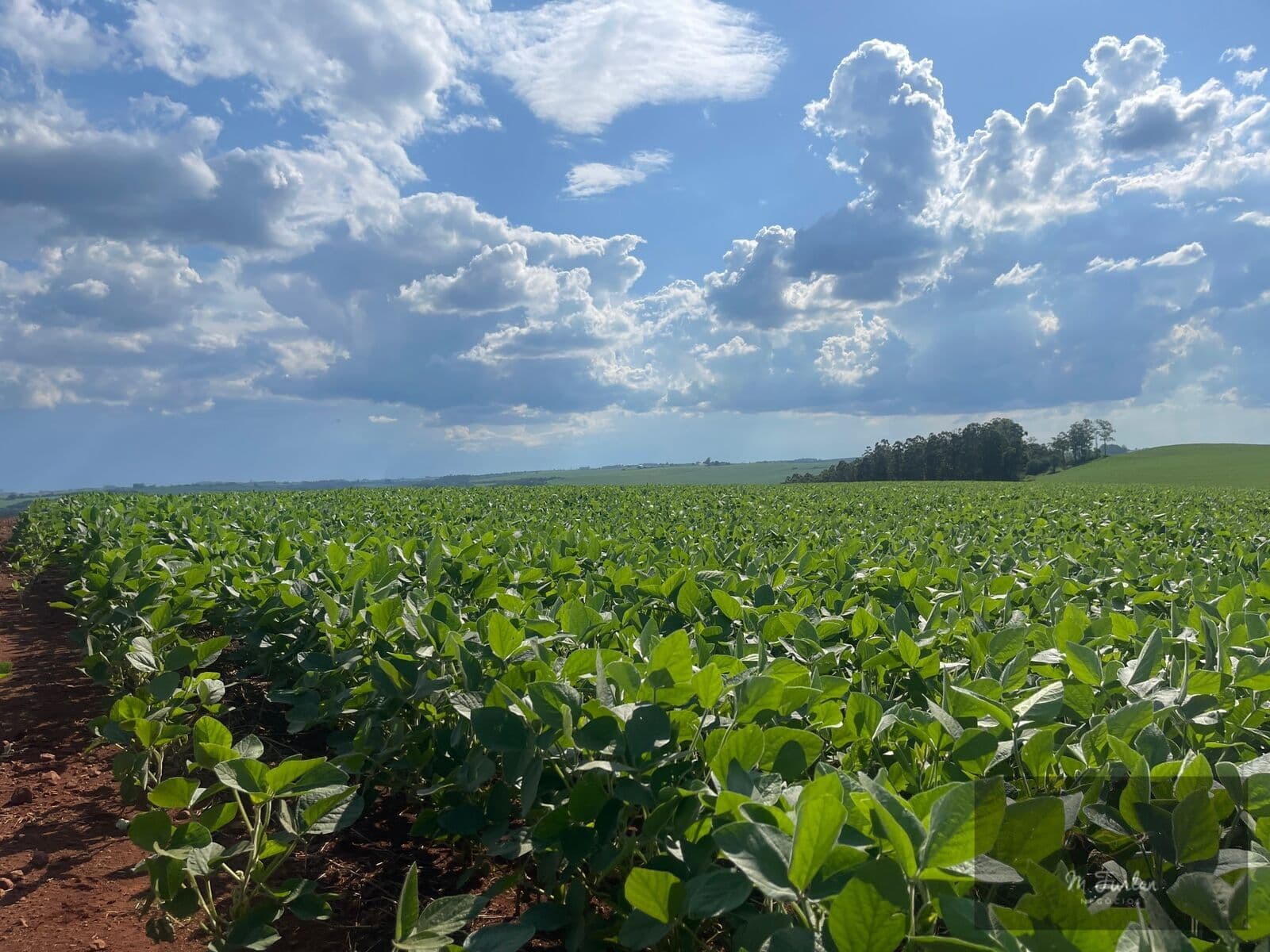 Sítio com 10 Alqueires terra roxa