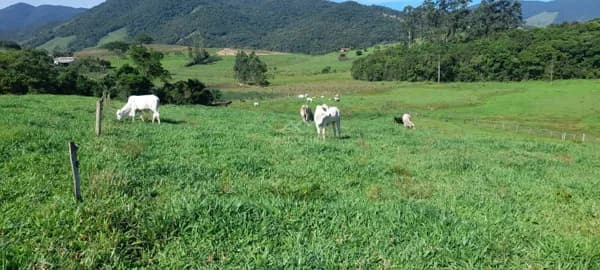 Fazenda/Sítios/Chácaras em Imaruí - Aratingauba