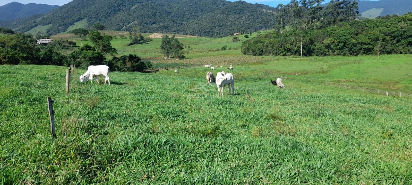 Fazenda/Sítios/Chácaras em Imaruí - Aratingauba
