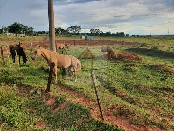 1 Alqueire à venda em Álvares Machado