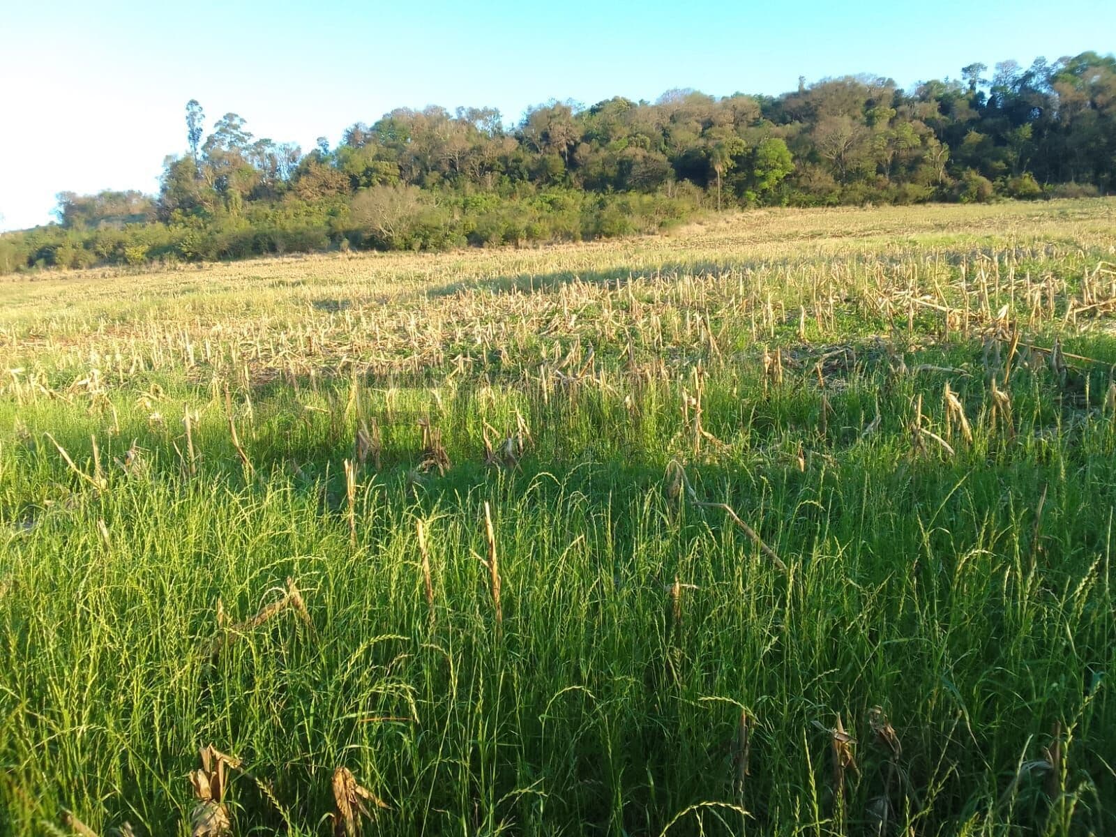 Fazenda/Sítios/Chácaras em Cascavel - Rio do Salto
