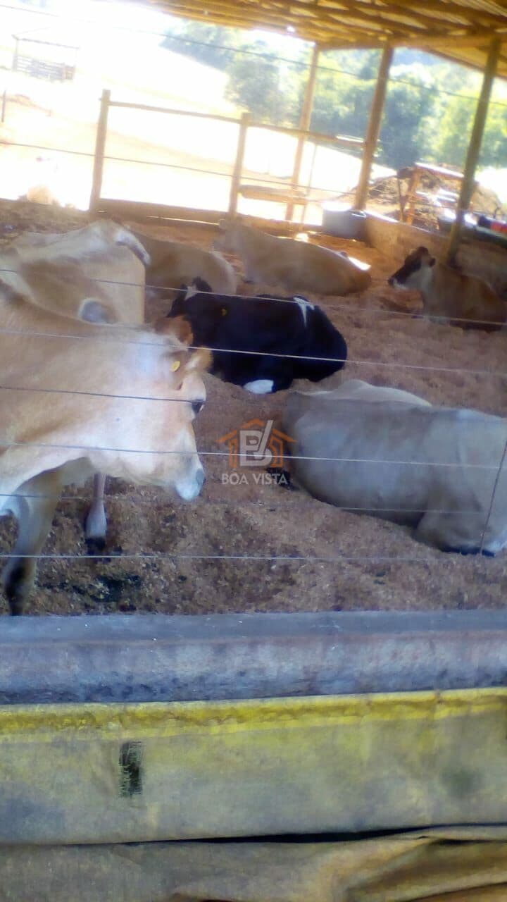 Fazenda/Sítios/Chácaras em Boa Vista da Aparecida - Centro