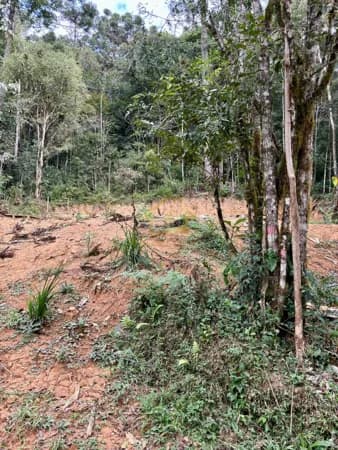 ÓTIMA ÁREA RURAL PARA VENDA EM QUATRO BARRAS