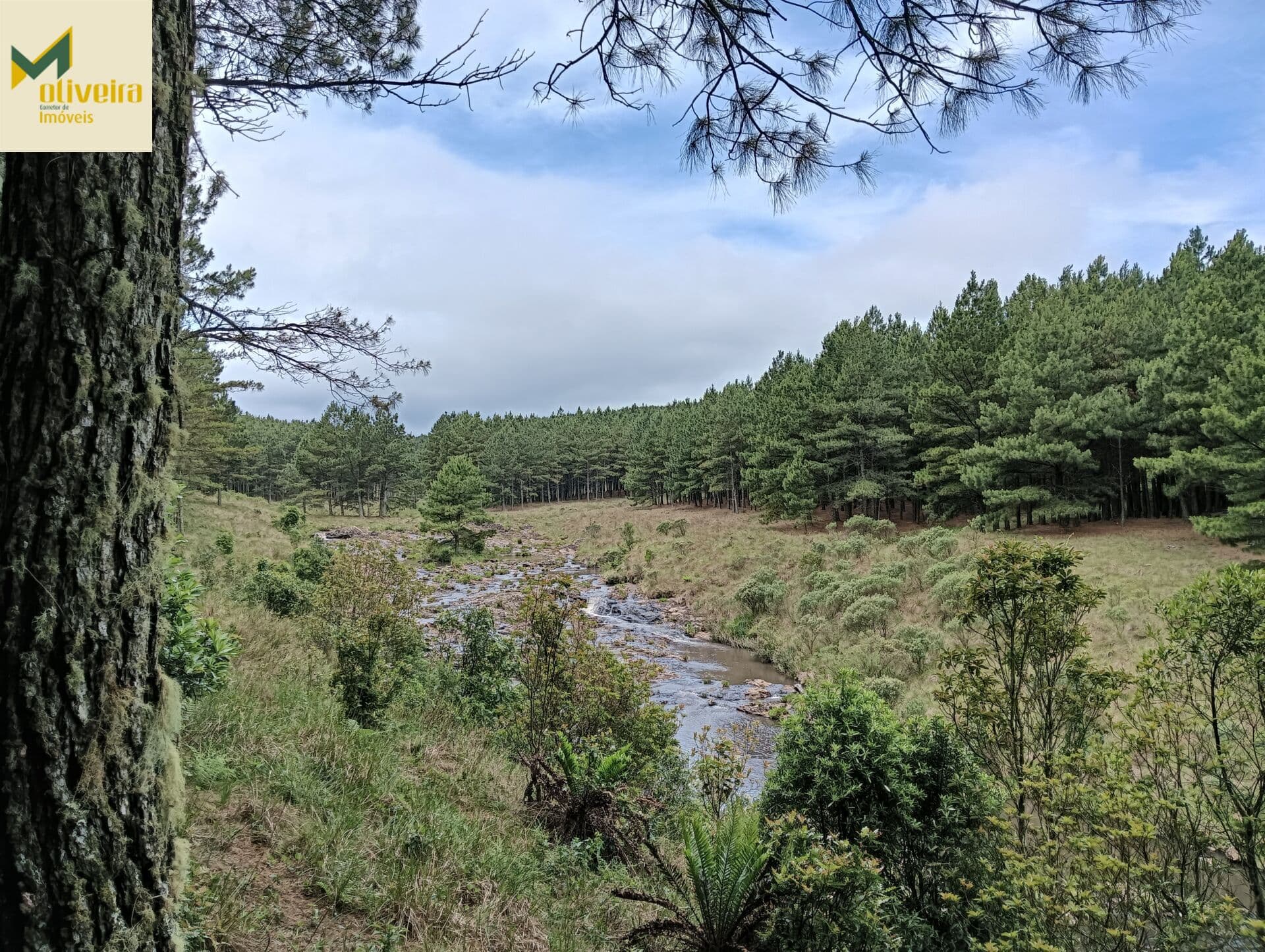 Área com Floresta de Pinus vendida com a terra junto!!